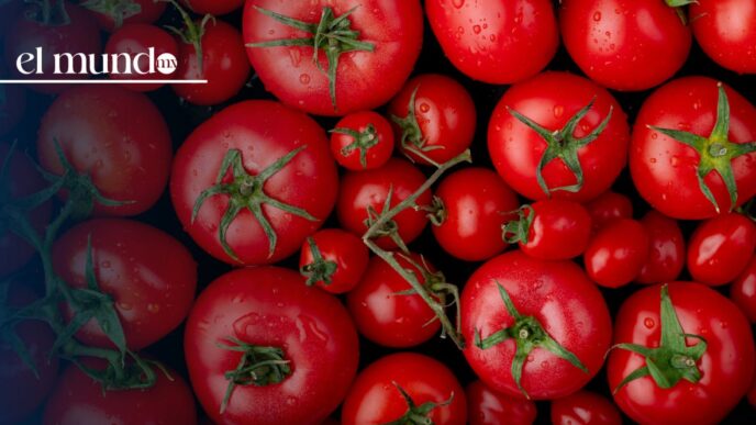 Aranceles al jitomate mexicano. Continuará la exportación hacia Estados Unidos
