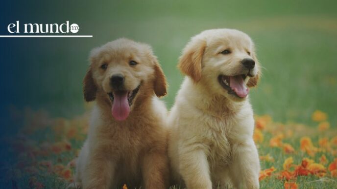 Hidalgo declara a los animales como seres sintientes