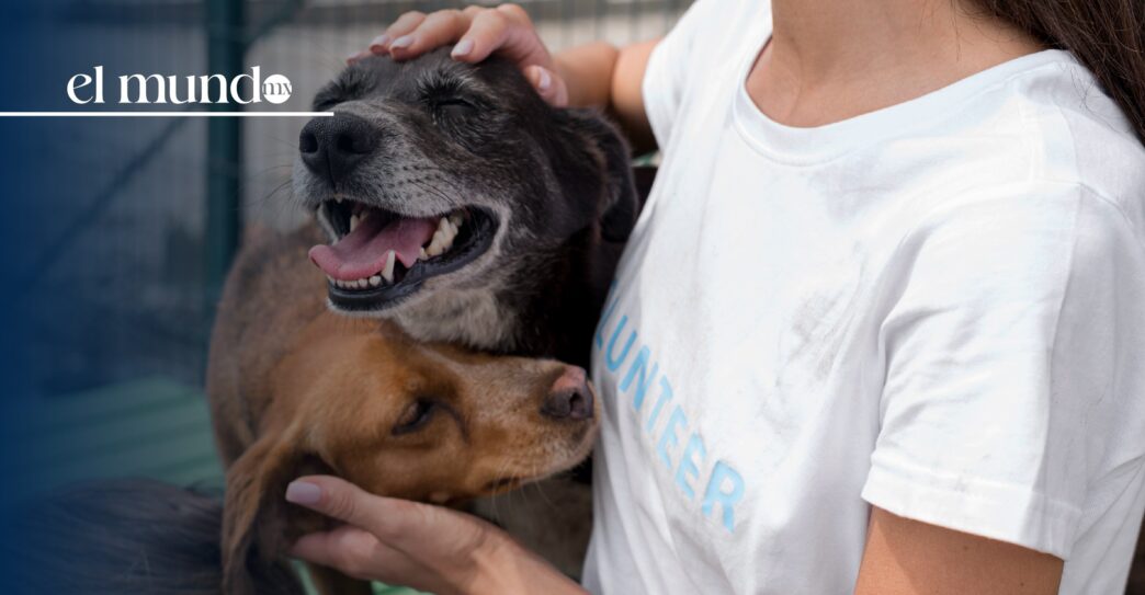 Día Mundial del Perro: ¿Por qué se celebra el 21 de julio?