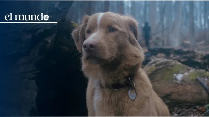 Good Boy calificacion