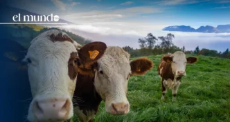 Productores de carne piden evitar la sobre regulación en la movilización de ganado