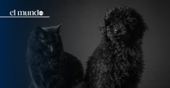 CDMX refuerza alerta por maltrato a perros y gatos negros durante Halloween y Día de Muertos