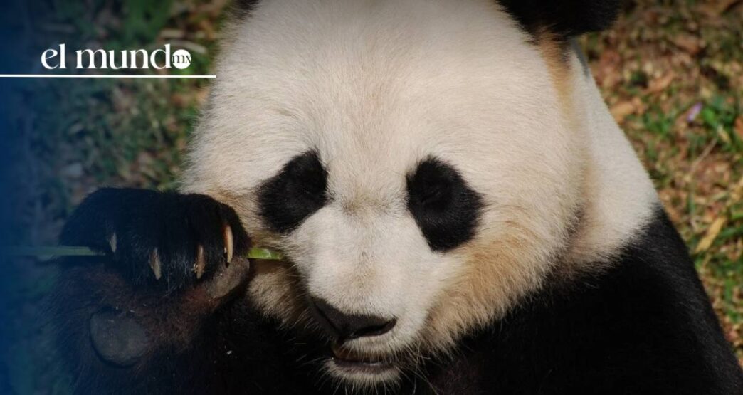 La panda latinoamericana Xin Xin recibe árbol de navidad especial