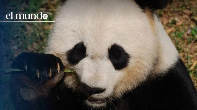La panda latinoamericana Xin Xin recibe árbol de navidad especial