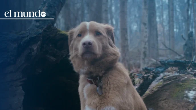 ¿Cuándo y dónde estará disponible 'Good Boy' en streaming?