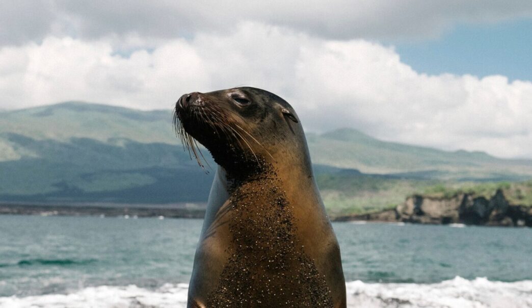 Muere un lobo marino rescatado en Topolobampo, Sinaloa