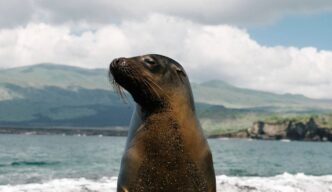 Muere un lobo marino rescatado en Topolobampo, Sinaloa